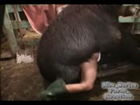 An aggressive animal shows no mercy as it mounts and screws a wanting amateur cougar
